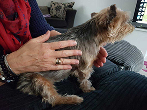 Little Beanie enjoying some tlc