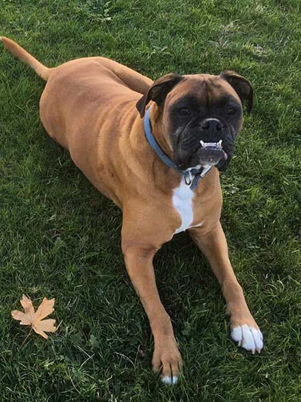 Scooby the boxer