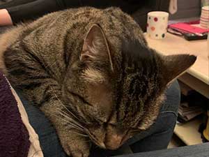 Thomas the cat having Reiki